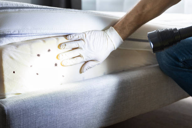 Best Affordable Pest Control Services  in Wabash, IN