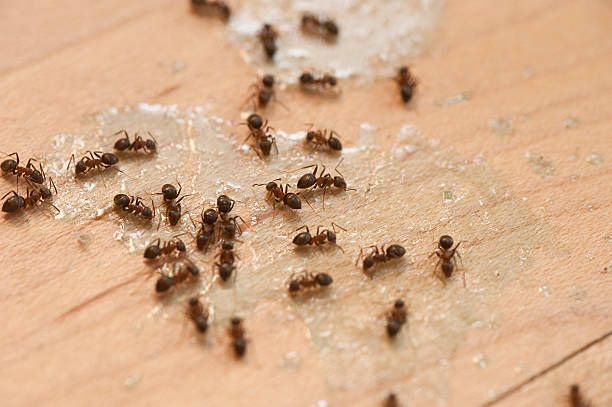 Best Pest Inspection Near Me  in Wabash, IN