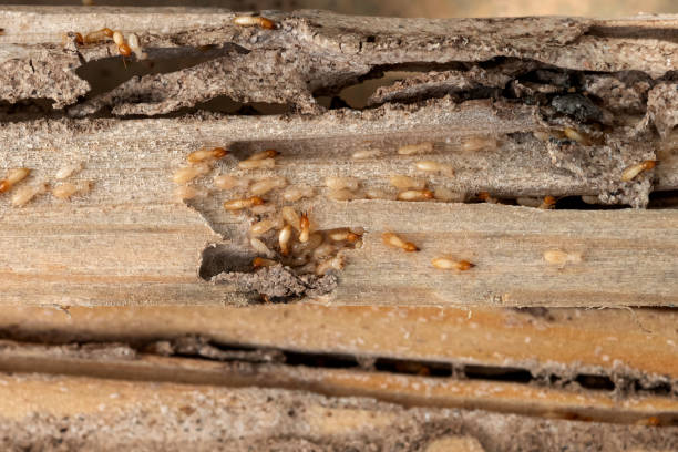 Best Insect Control  in Wabash, IN