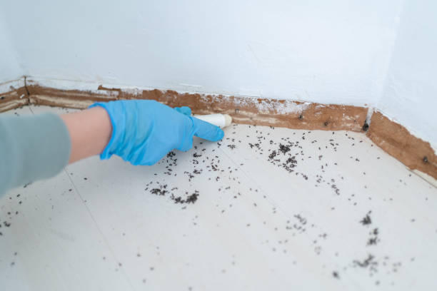 Flea Control Services in Wabash, IN